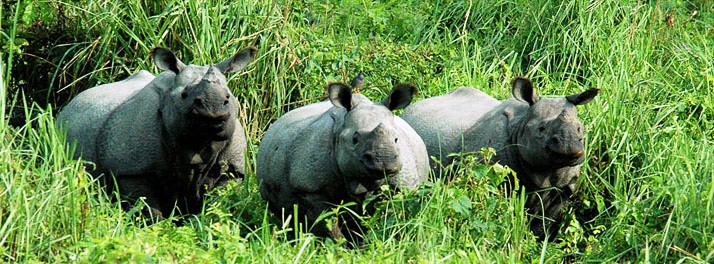 1771/The Riverwood Forest Retreats - Dooars 17.jpg